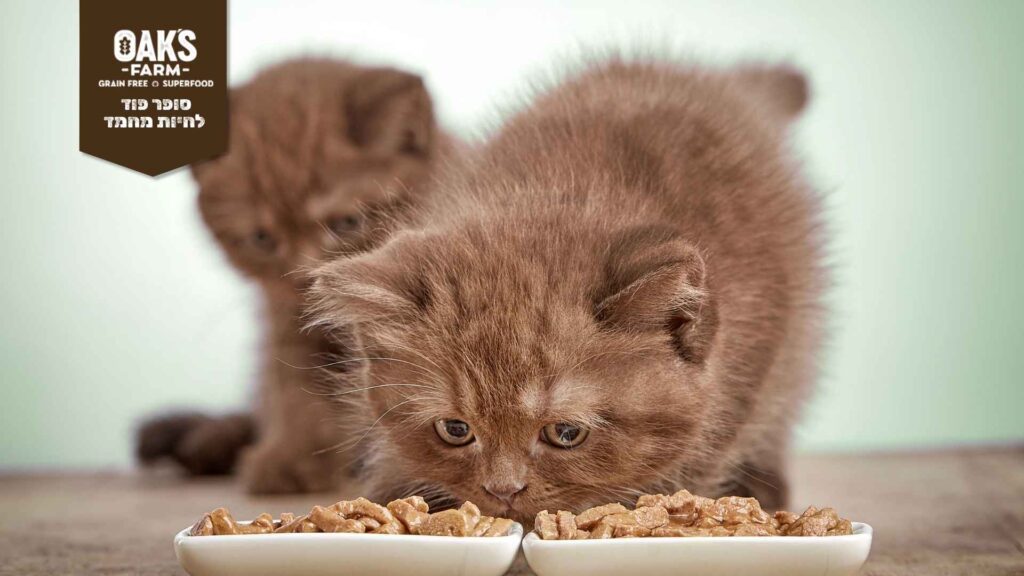 אוכל לגורי חתולים