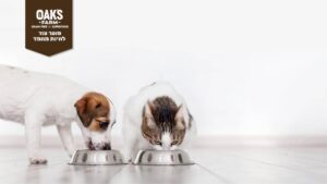 אוכל לכלבים וחתולים