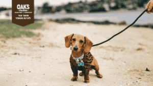 קולר ורתמה לכלבים