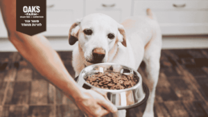 אוכל היפואלרגני לכלבים וחתולים