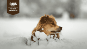 תזונה נכונה לכלבים בחורף