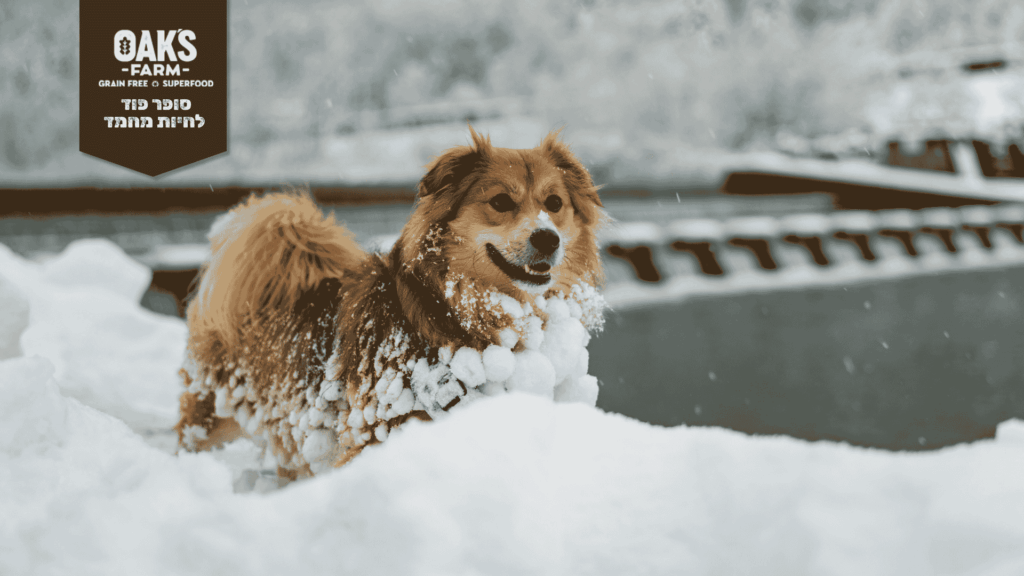 כלב היפראקטיבי