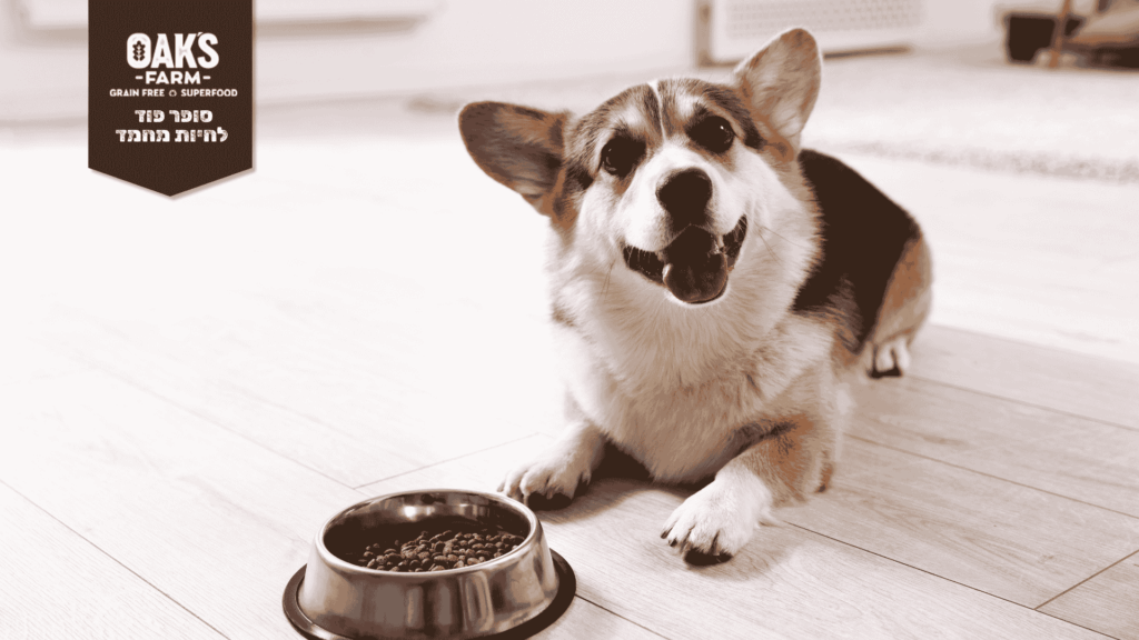 השמנת יתר אצל כלבים