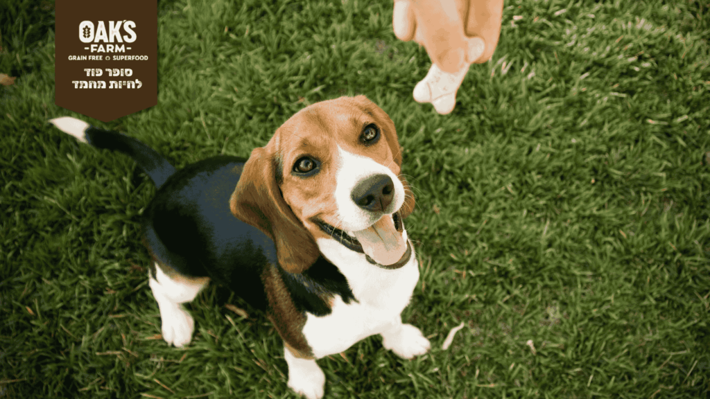 חטיפים בריאים לכלב